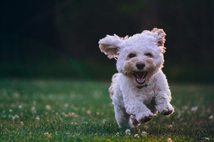 Dog-friendly Accommodations In Central London - shallow focus photography of white shih tzu puppy running on the grass