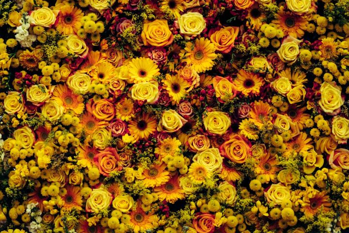 Chelsea Flower Show - closeup photo of yellow flowers