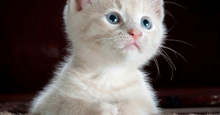 Cats - White and Grey Kitten on Brown and Black Leopard Print Textile